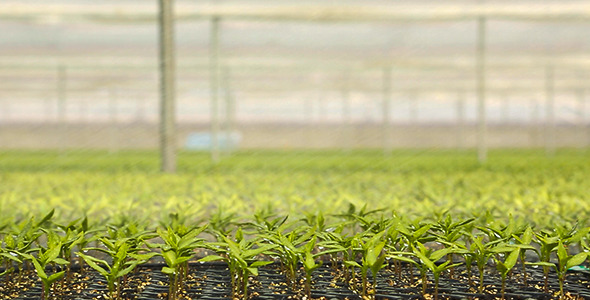 soil-and-water-the-plants-stock-footage-videohive